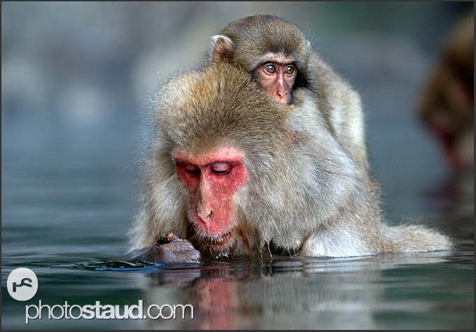 japan-nagano-macaques-002.3.jpg