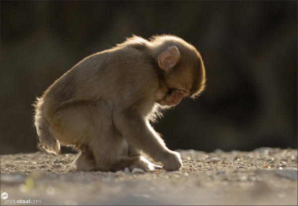 Young Japanese Macaque (Macaca fuscata) playing with stones, Nagano, Japan