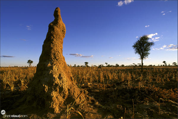 Termite mound at sunset, Kalahari Desert, Bushmanland, Namibia