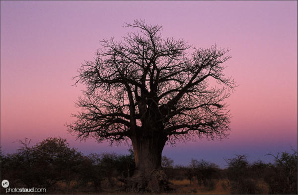 Baobab Tree in the Kalahari Desert, Bushmanland, Namibia