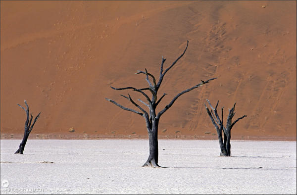 Acacia Trees in the surreal landscape of the Namib Desert, Sossusvlei, Namibia