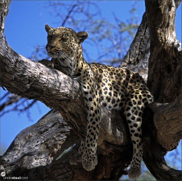 Leopard resting on tree, Namibia