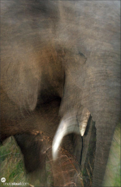 African elephant (Loxodonta africana) Mkhaya Game Reserve, Swaziland, Africa
