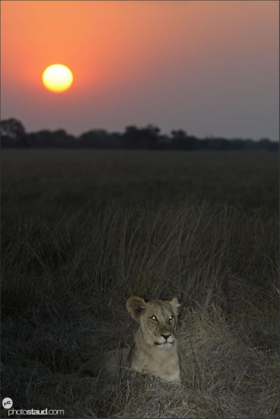 Lioness (Panthera leo) at sunset, Busanga Plains, Kafue National Park, Zambia