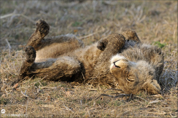 Lion cub (Panthera leo) resting in Busanga Plains, Kafue National Park, Zambia