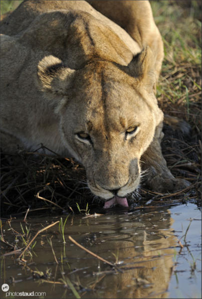 Lioness (Panthera leo) drinking, Busanga Plains, Kafue National Park, Zambia