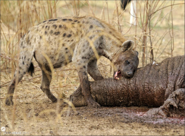 Spotted hyena dead elephant South Luangwa, Zambia