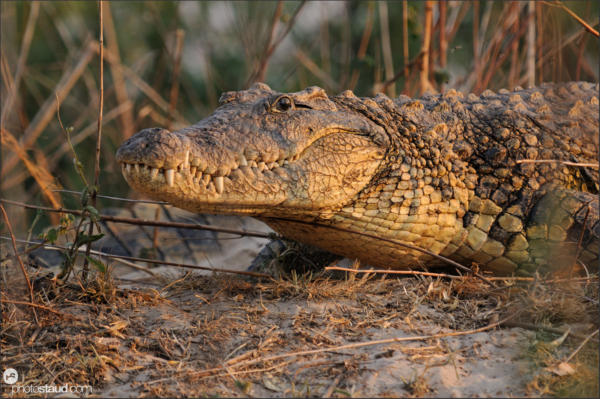 Nile crocodile (Crocodylus niloticus) in the Zambezi River, Mosi-oa-Tunya National Park, Zambia
