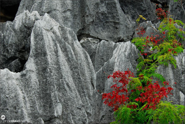 Shilin – stone forest near Kunming, Yunnan, China
